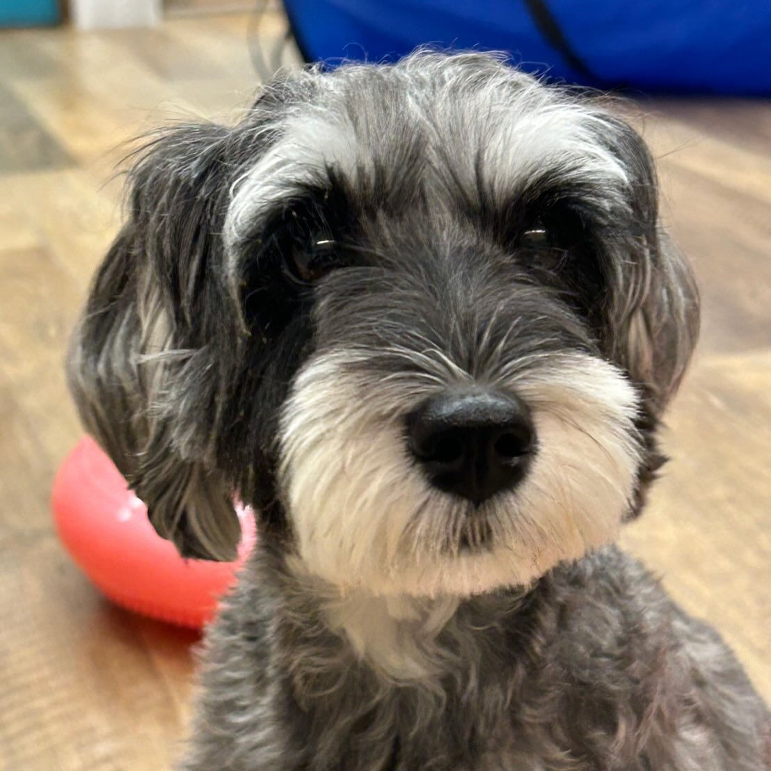 本日のPARK、ホテルの様子です🐶💕