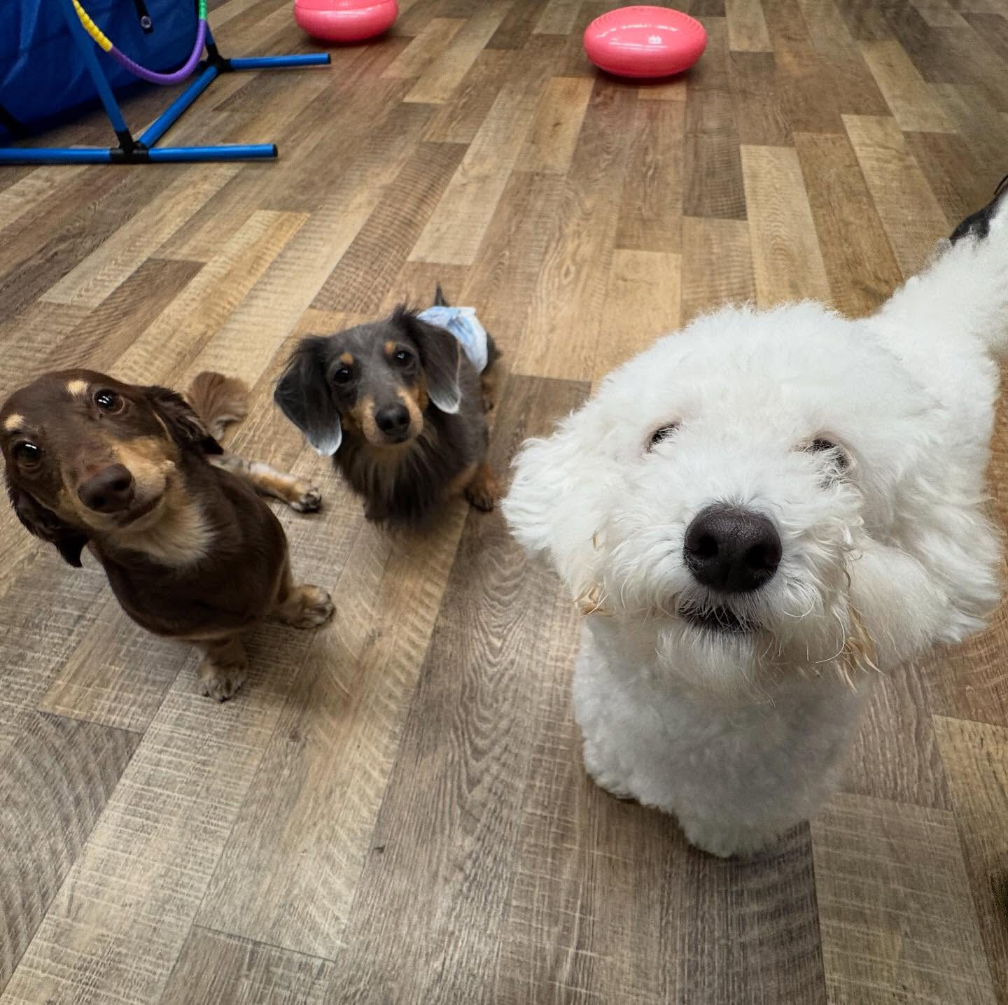 本日のPARK、ホテルの様子です🐶💕