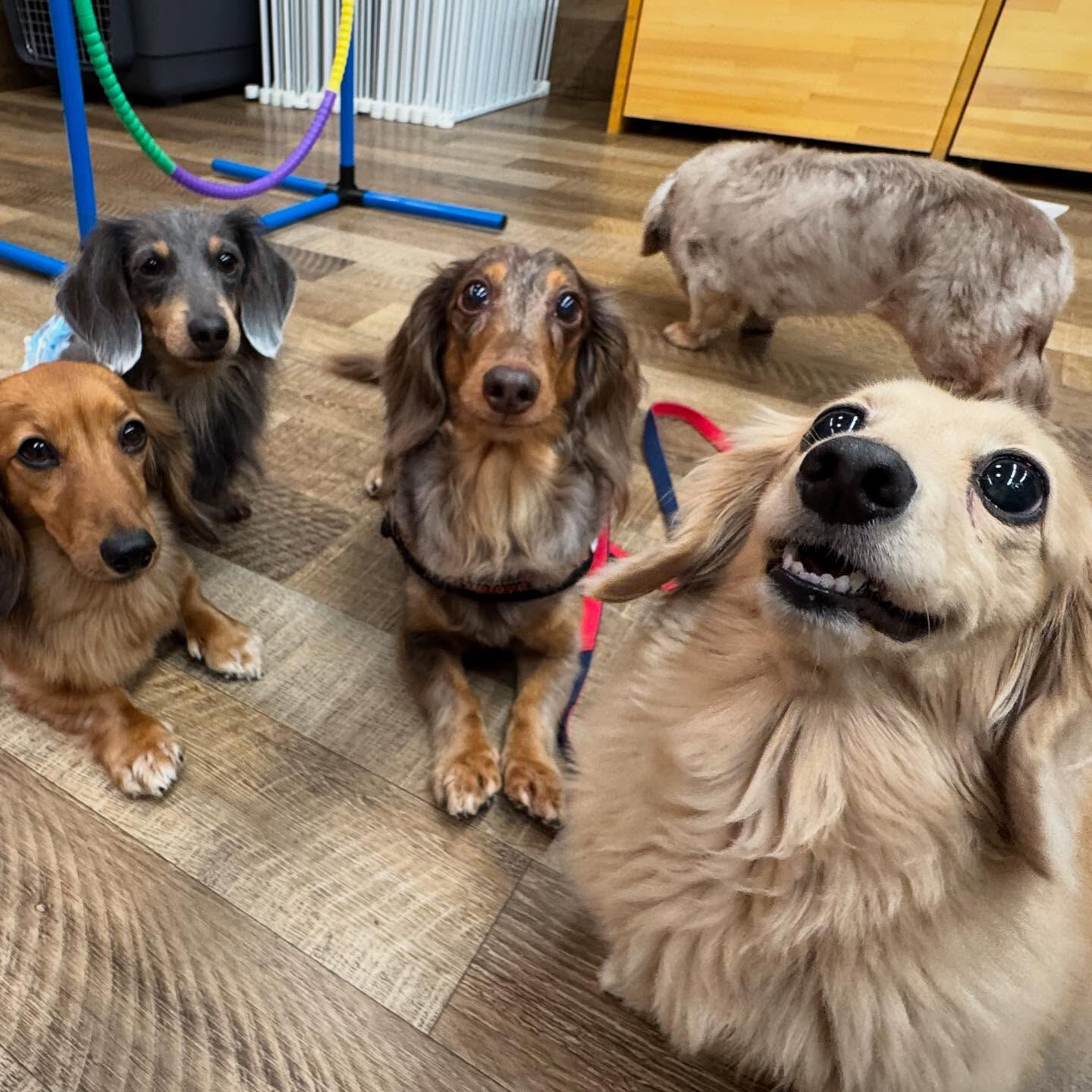 本日のPARK、ホテルの様子です🐶💕