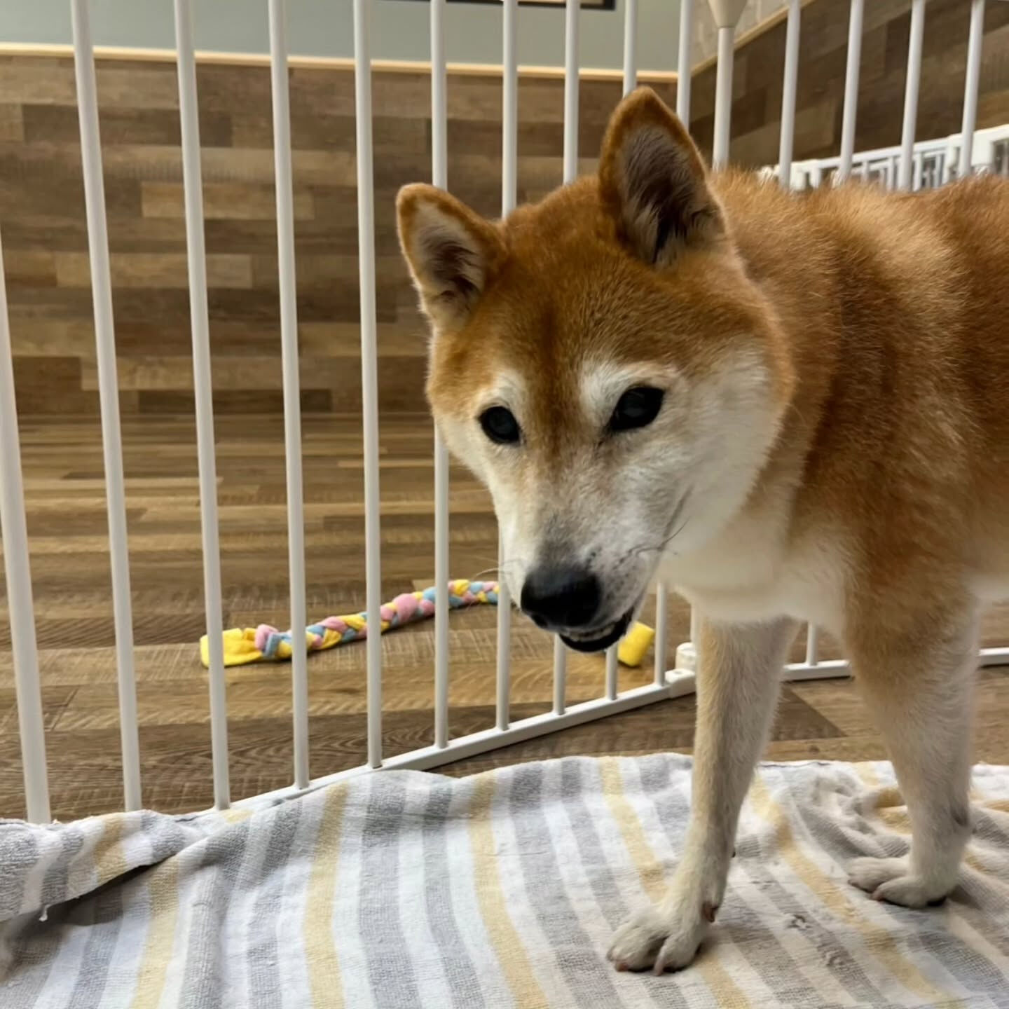 本日の幼稚園、PARKの様子です🐶💕