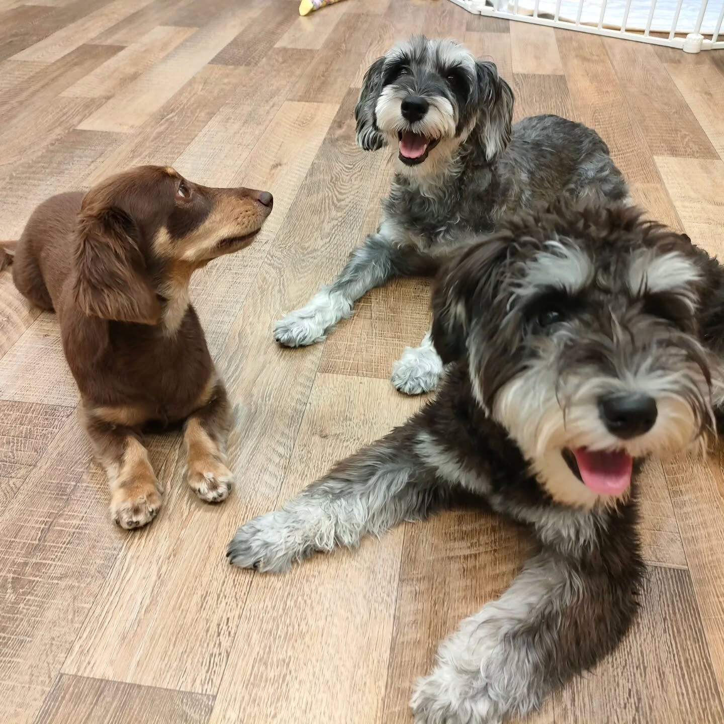 本日の幼稚園、PARKの様子です🐶💕