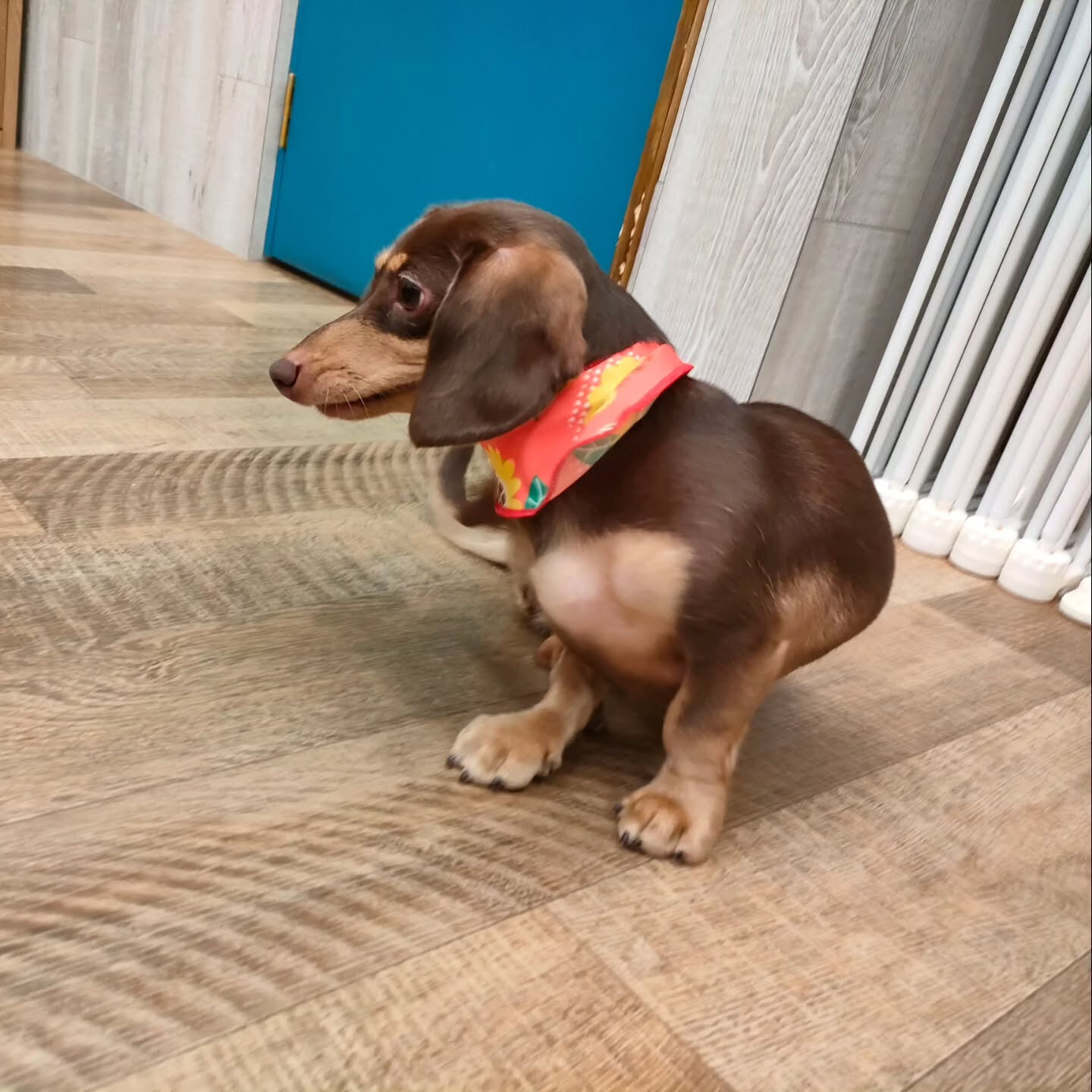 本日の幼稚園、PARKの様子です🐶💕