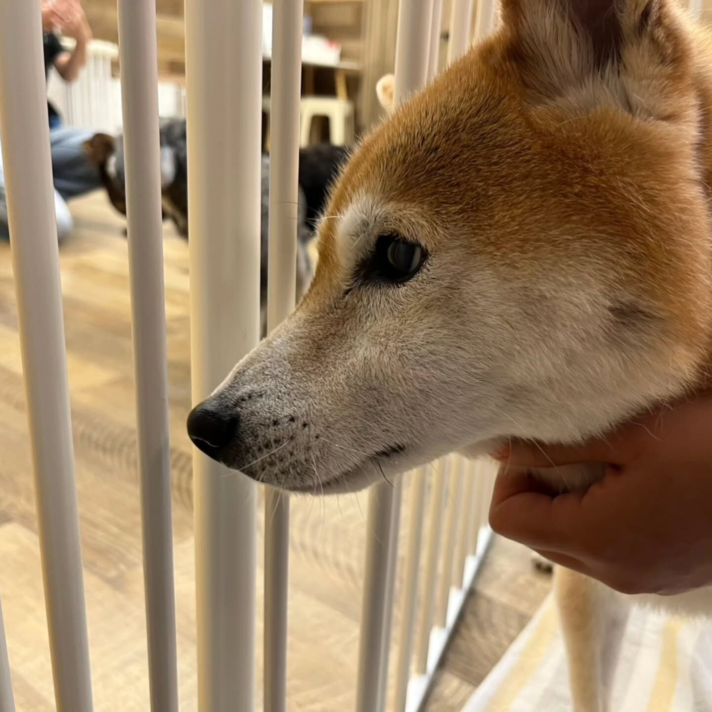 本日の幼稚園、PARKの様子です🐶💕