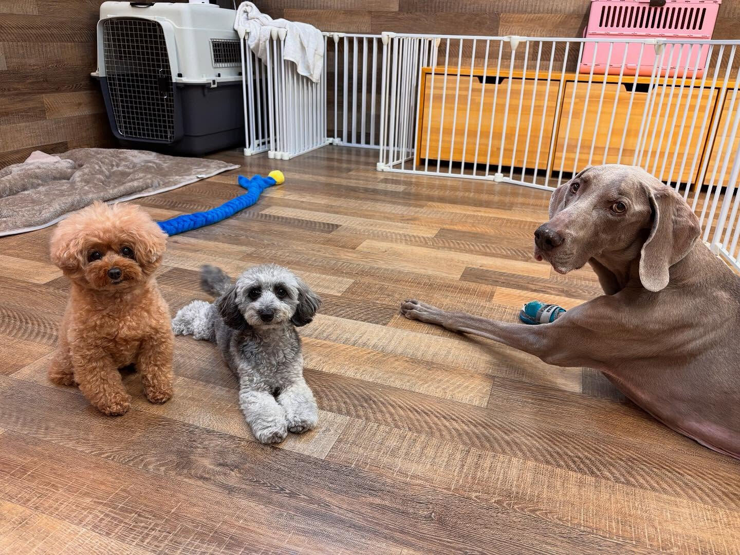 本日のHOTEL、PARKの様子です🐶💕