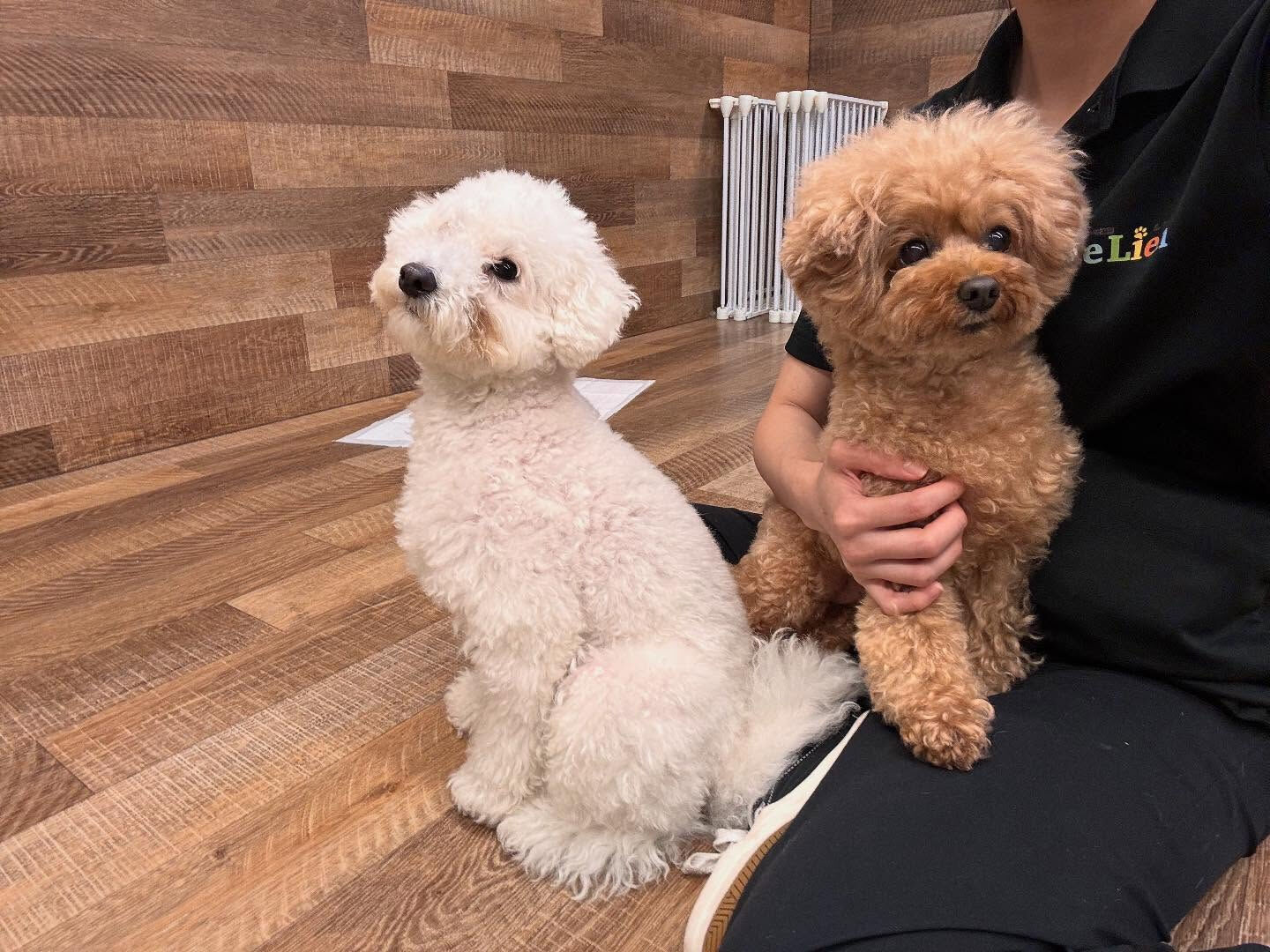 本日のHOTEL、PARKの様子です🐶💕