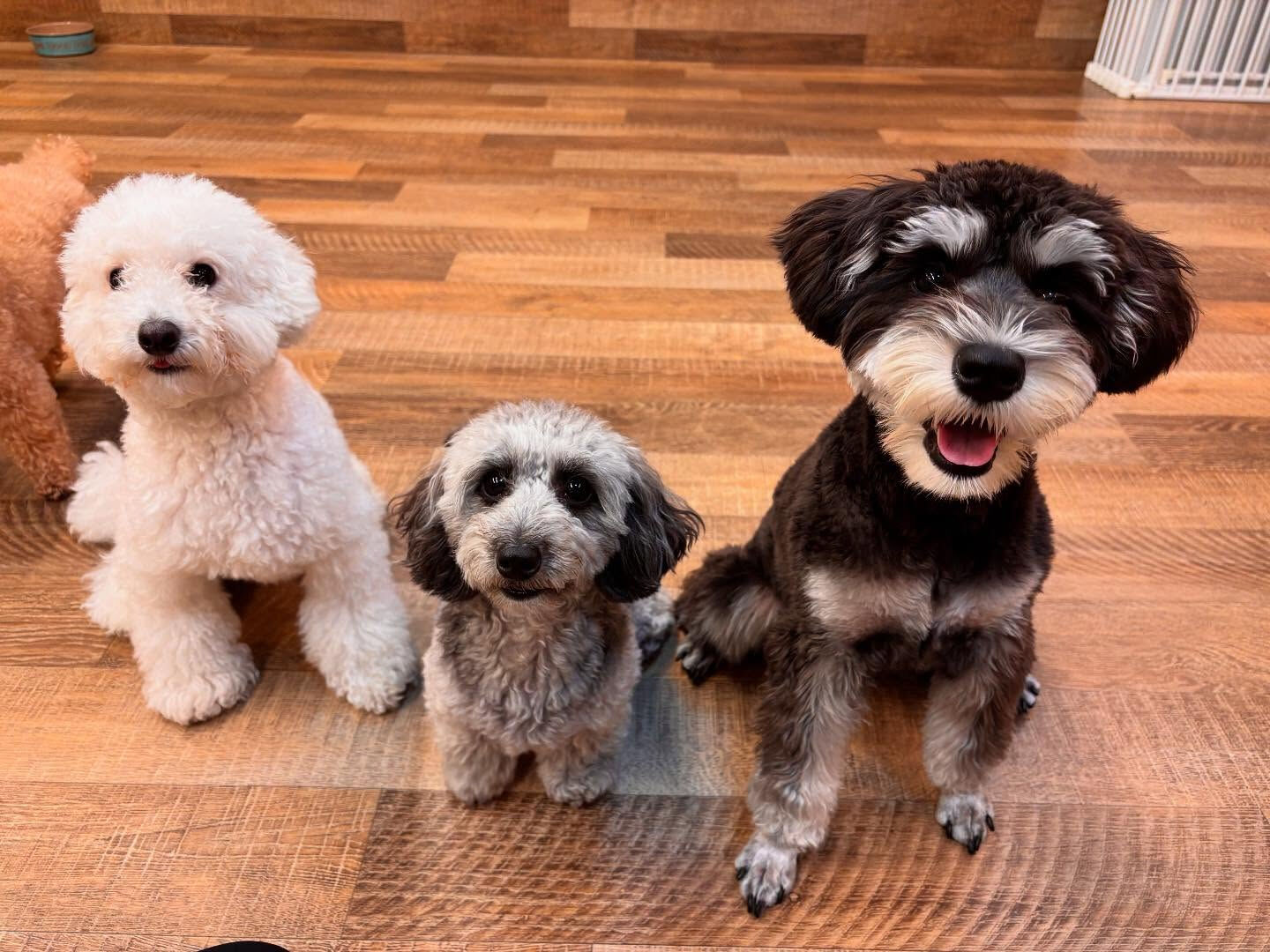 本日のHOTEL、PARKの様子です🐶💕