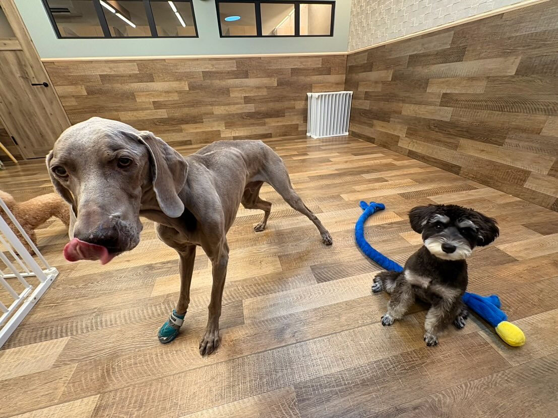本日のHOTEL、PARKの様子です🐶💕