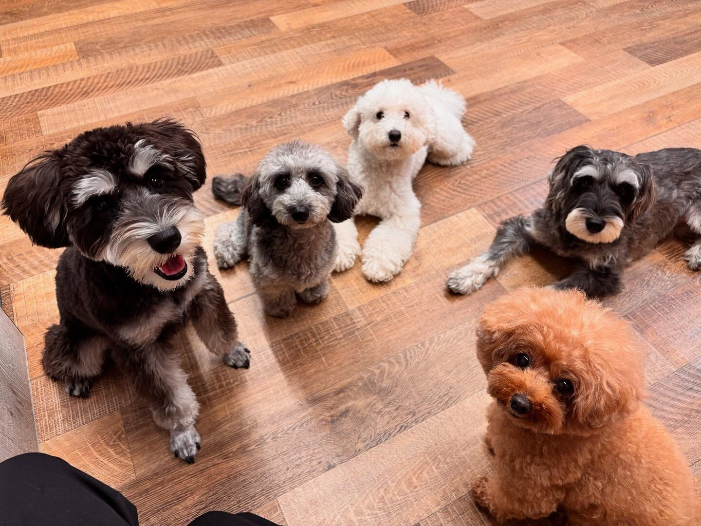 本日のHOTEL、PARKの様子です🐶💕