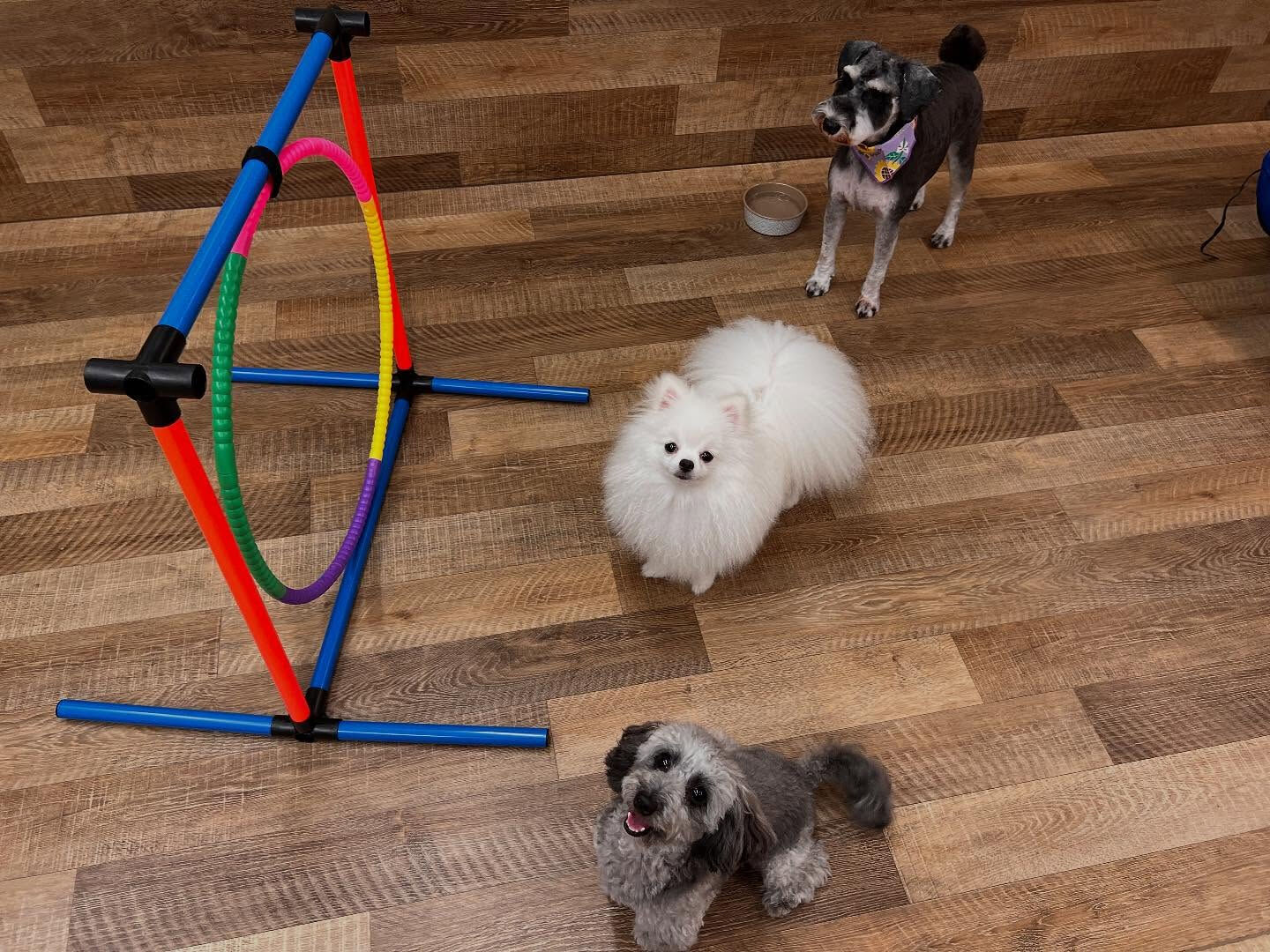 本日のHOTEL、PARKの様子です🐶💕