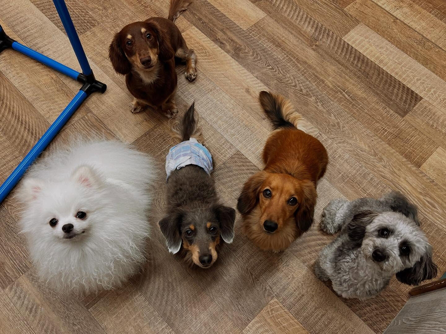 本日のHOTEL、PARKの様子です🐶💕