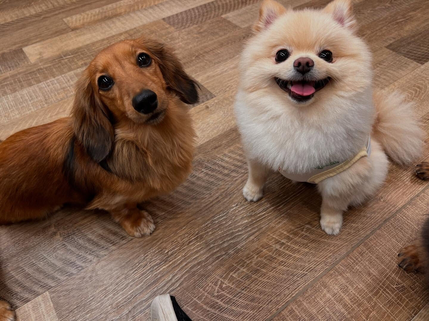 本日のHOTEL、PARKの様子です🐶💕