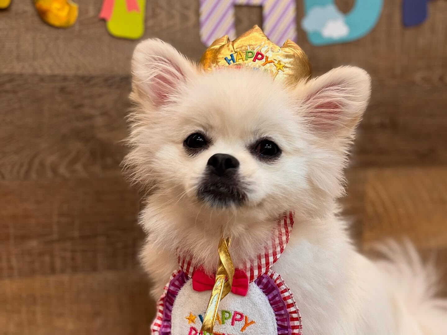 本日の幼稚園、PARK、HOTELの様子です🐶💕