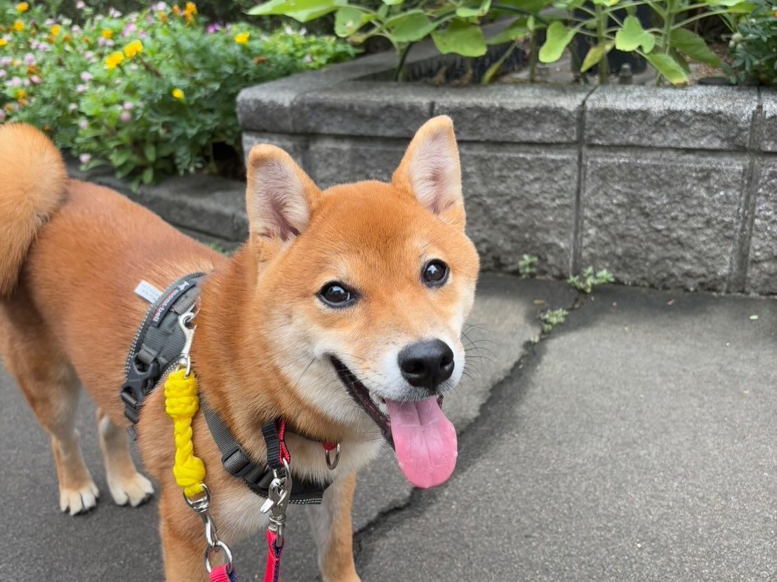 本日の幼稚園、PARK、HOTELの様子です🐶💕