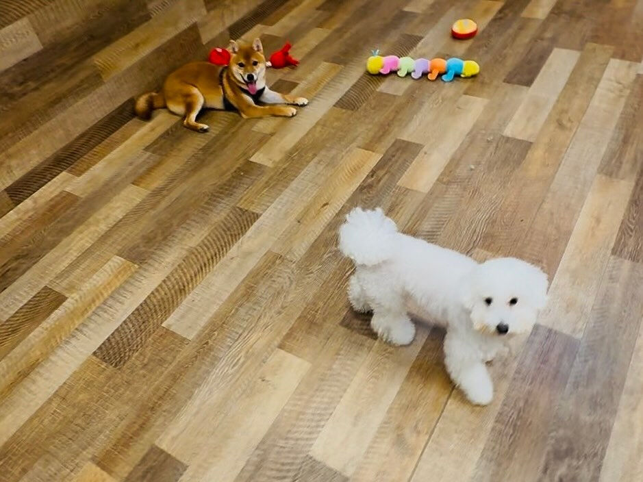 本日の幼稚園、PARK、HOTELの様子です🐶💕