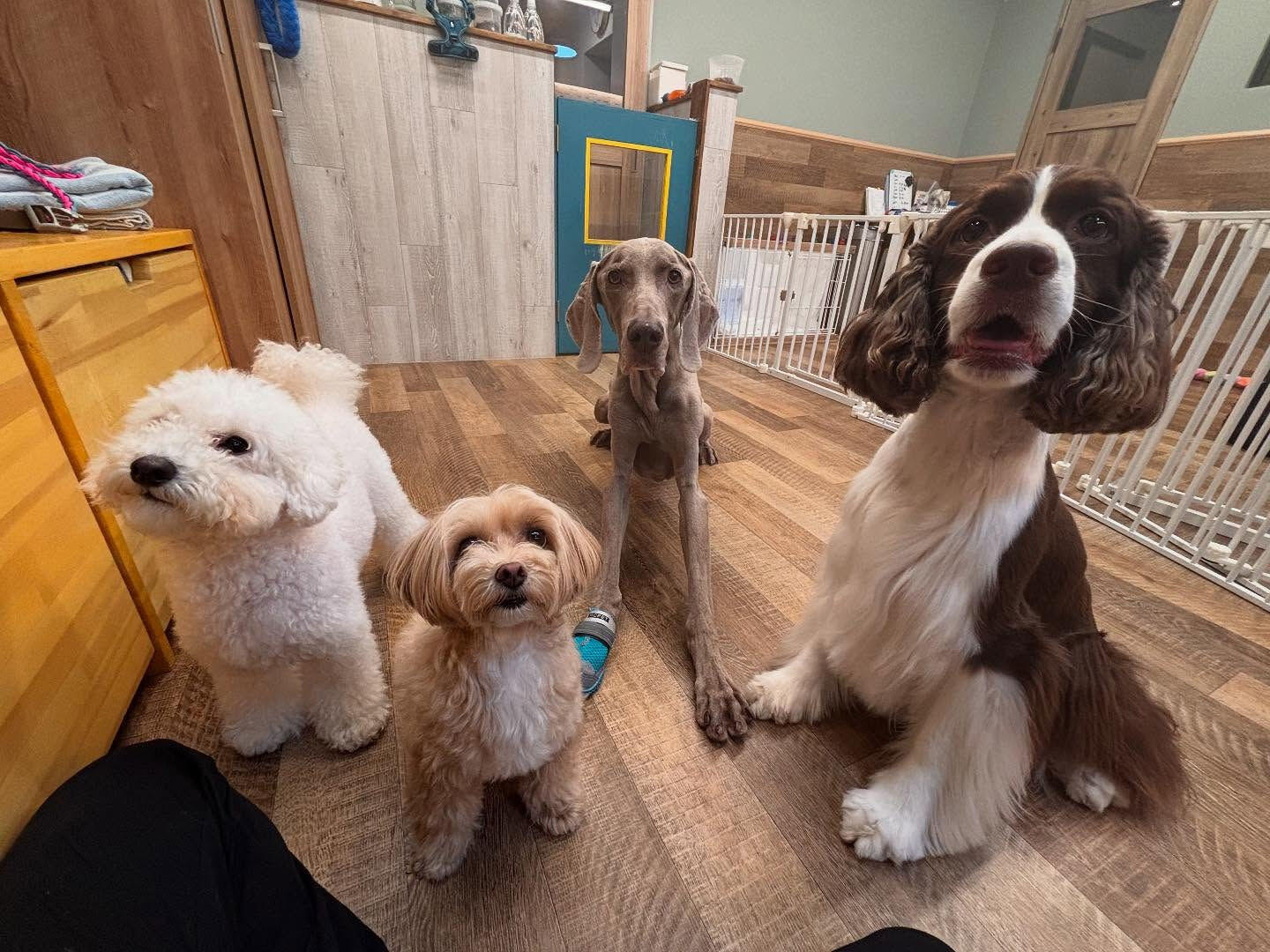 本日の幼稚園、PARK、HOTELの様子です🐶💕