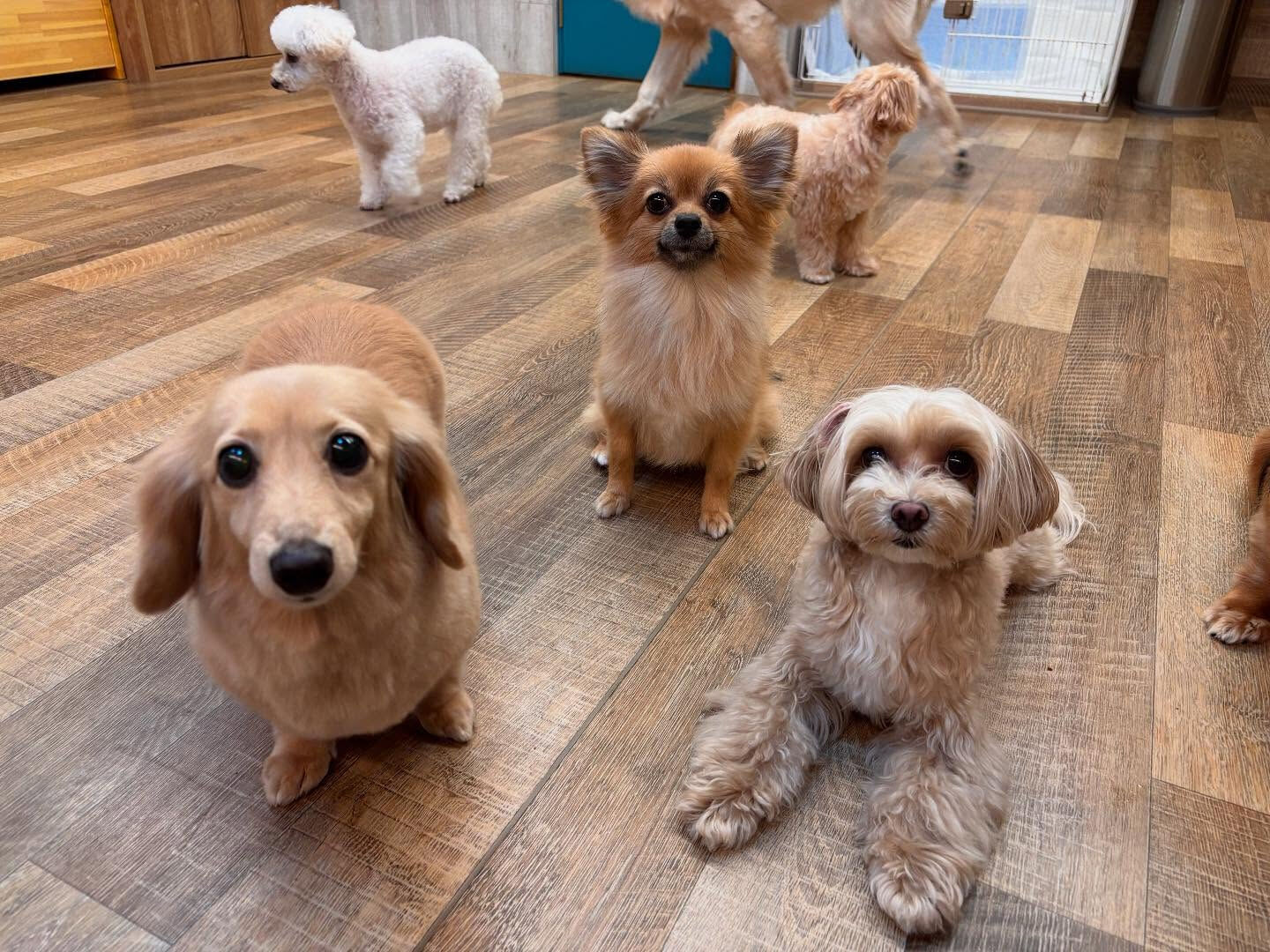 本日のHOTEL、PARKの様子です🐶💕
