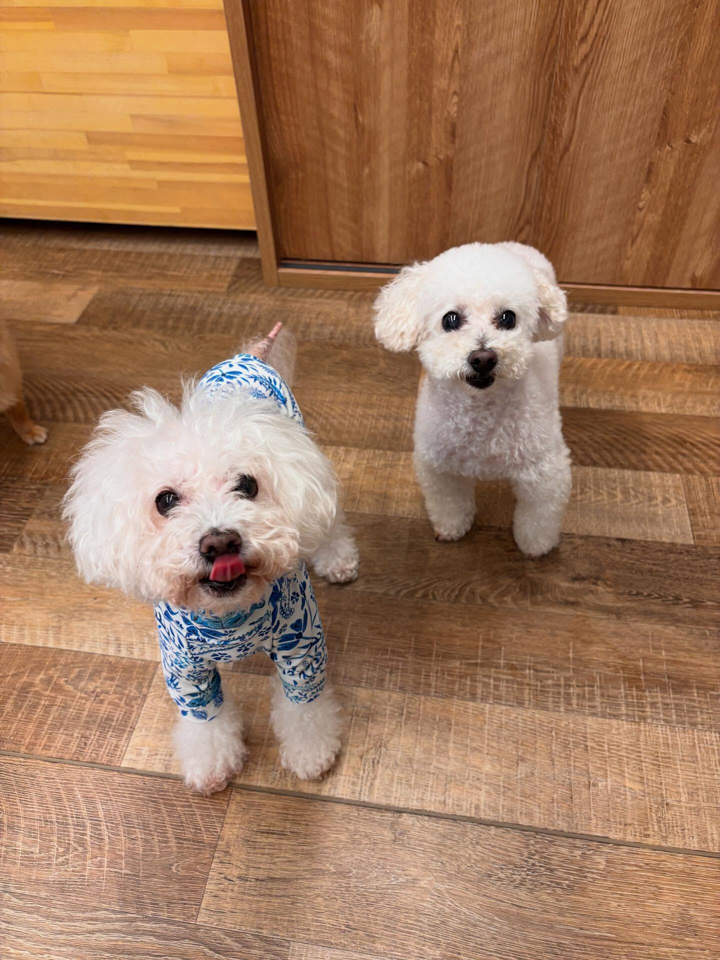 本日のHOTEL、PARKの様子です🐶💕