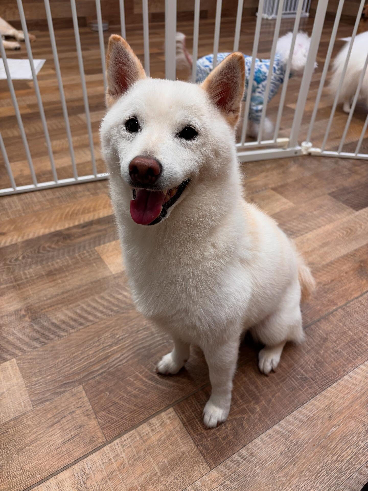 本日のHOTEL、PARKの様子です🐶💕