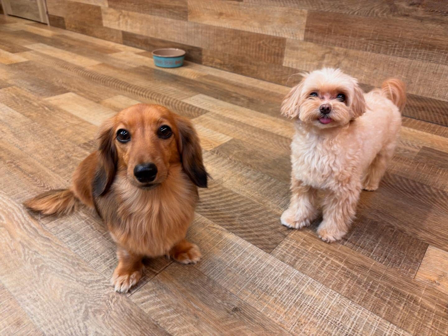 本日のHOTEL、PARKの様子です🐶💕
