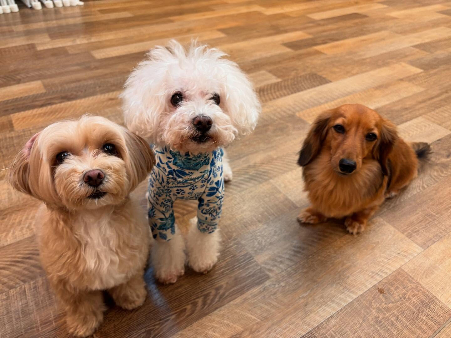 本日のHOTEL、PARKの様子です🐶💕