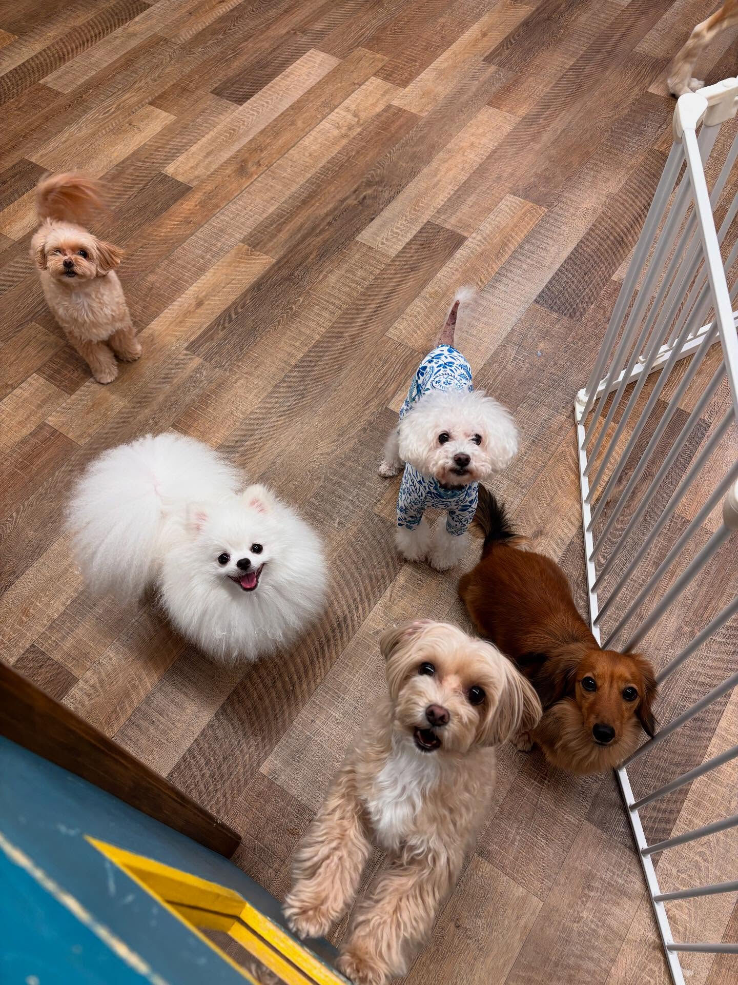本日のHOTEL、PARKの様子です🐶💕