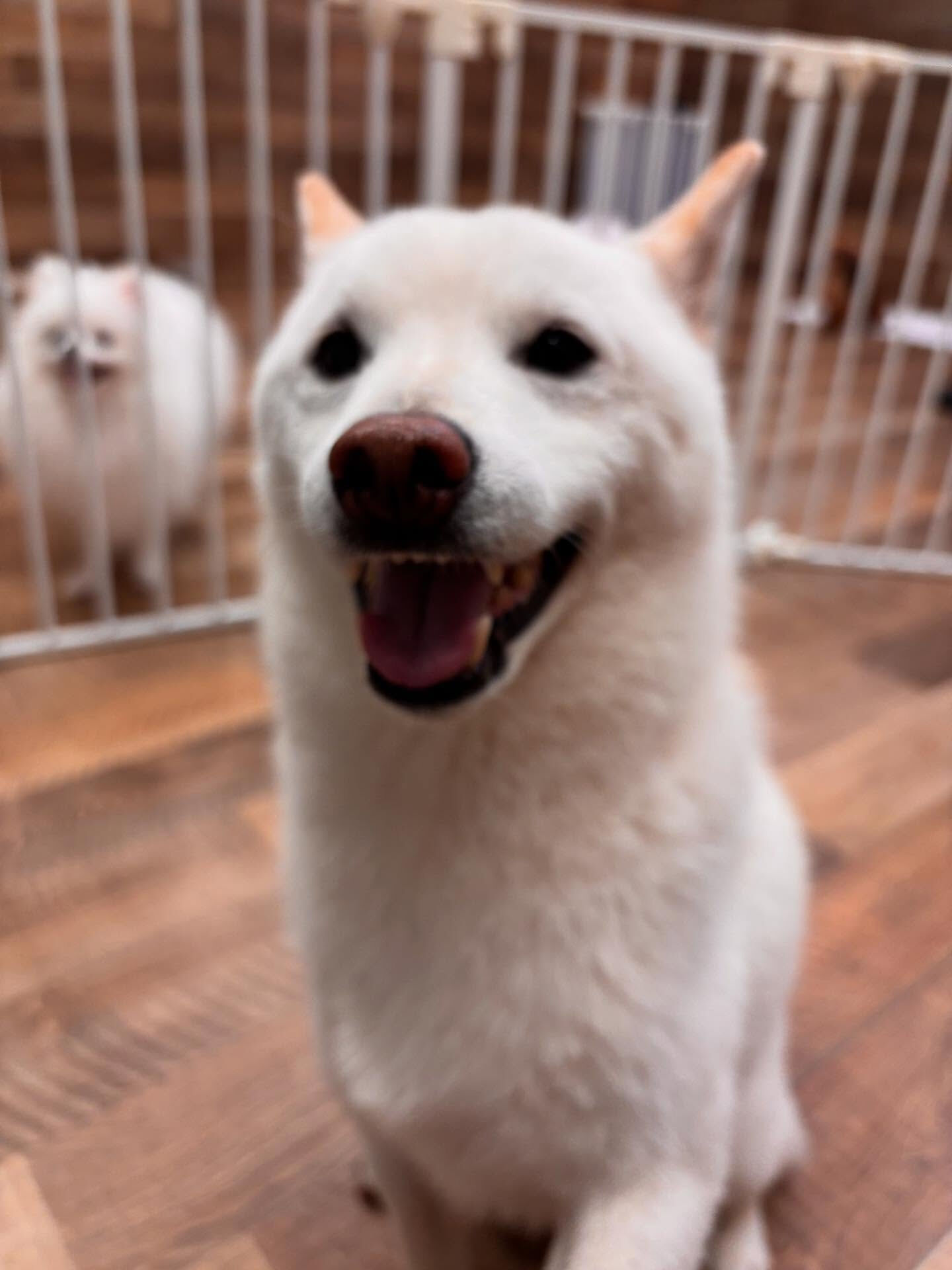 本日のHOTEL、PARKの様子です🐶💕
