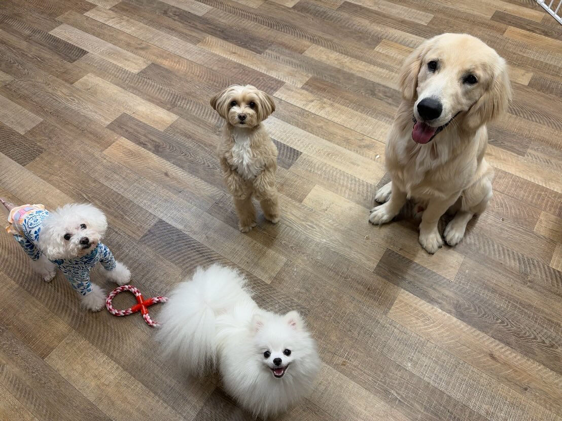 本日のHOTEL、PARKの様子です🐶💕