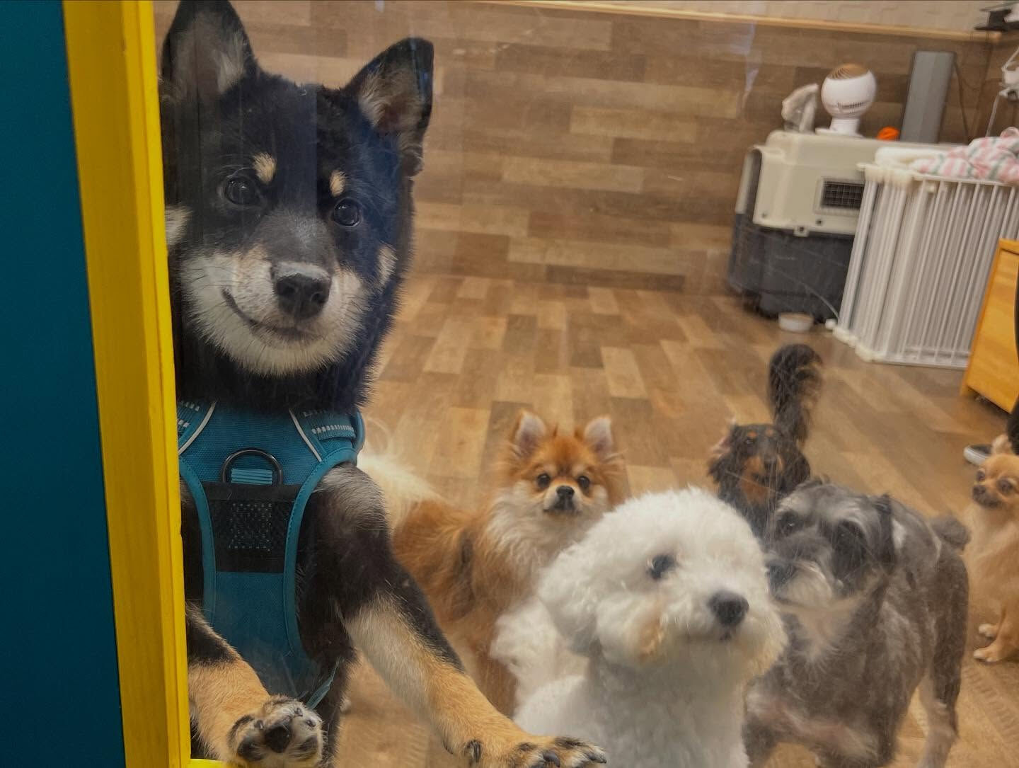 本日のHOTEL、PARKの様子です🐶💕