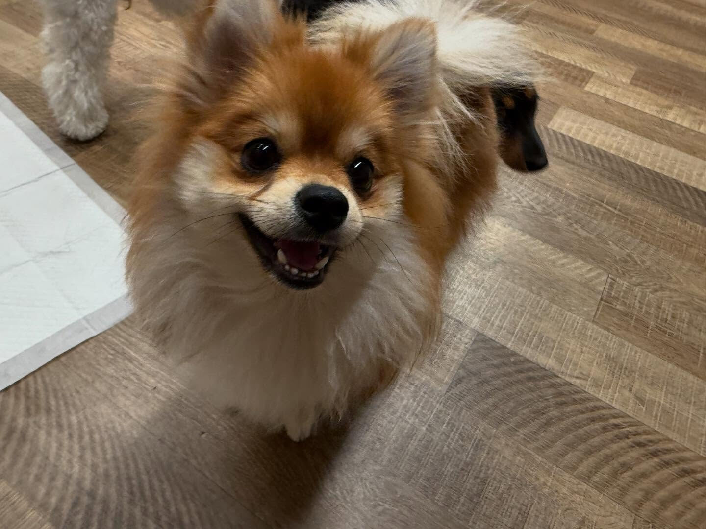 本日のHOTEL、PARKの様子です🐶💕