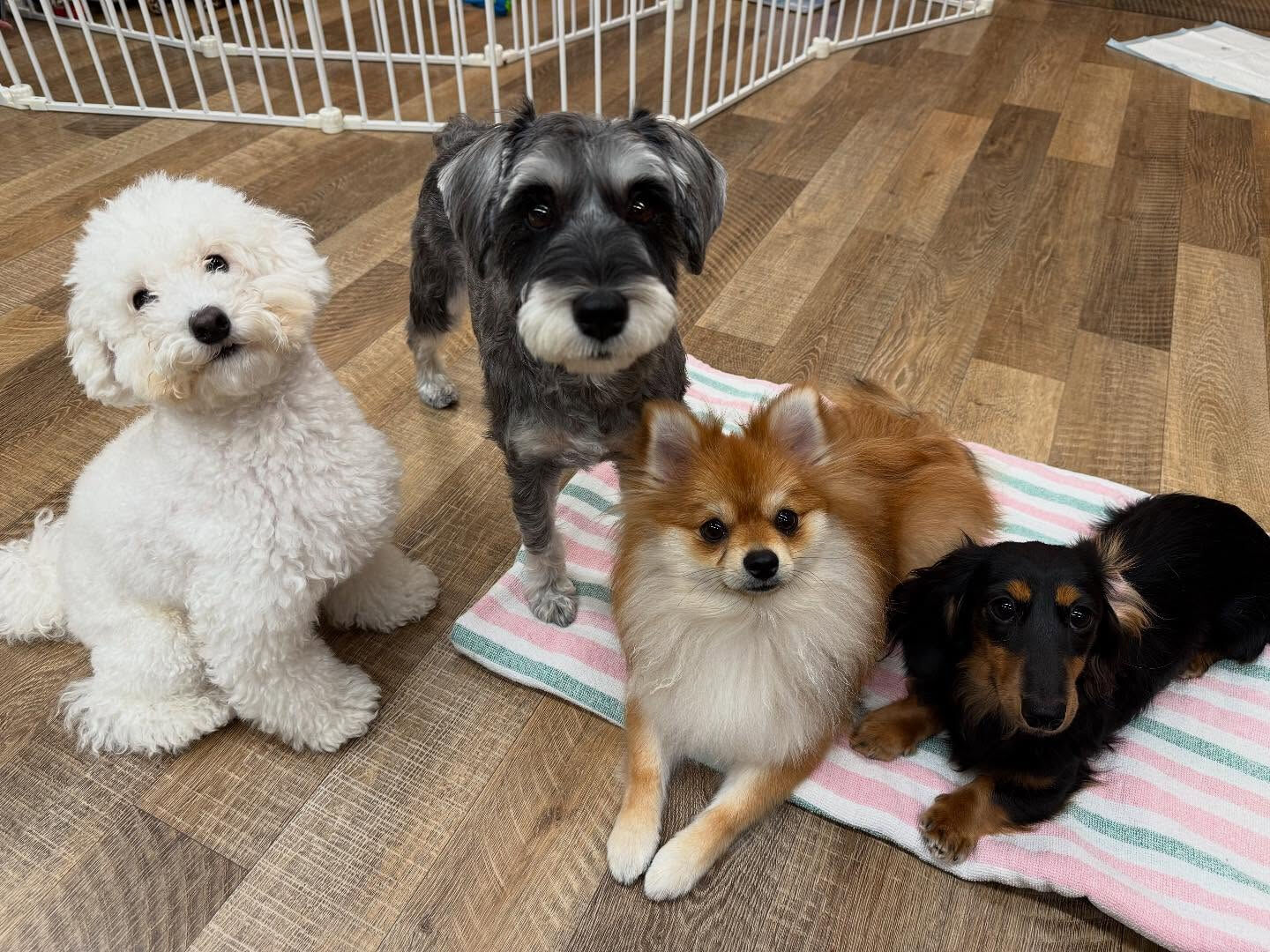 本日のHOTEL、PARKの様子です🐶💕