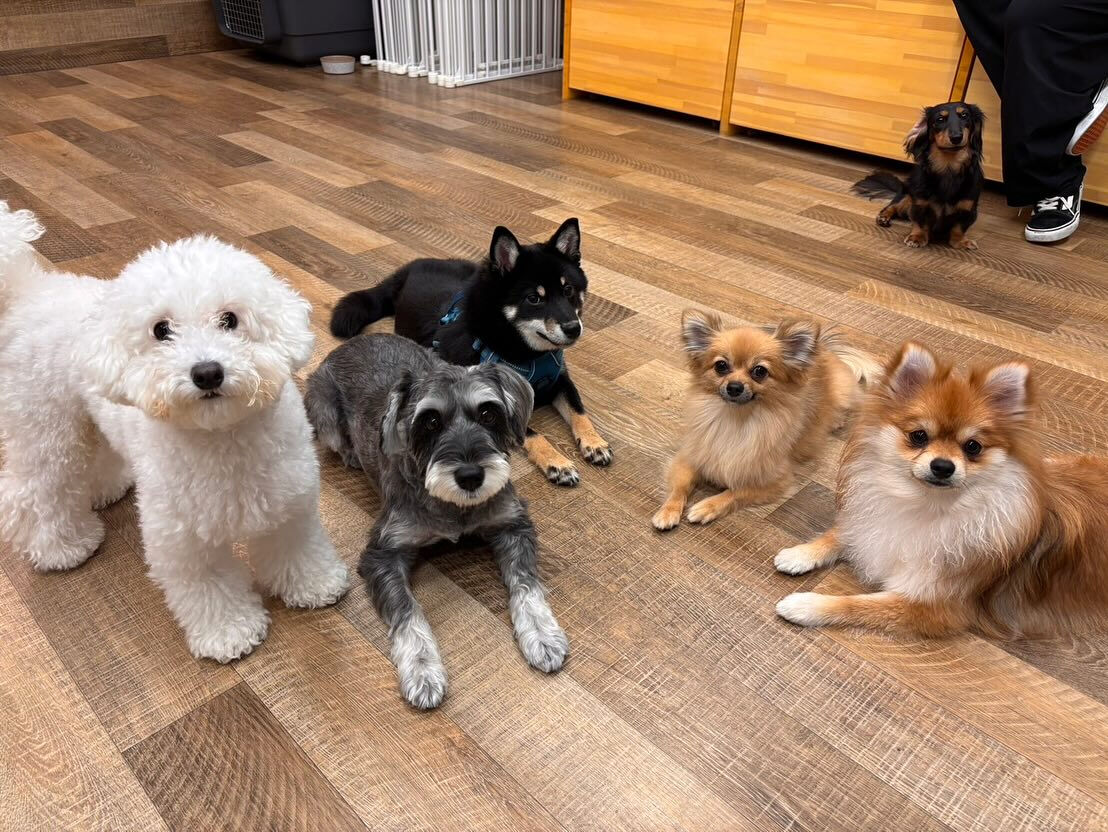 本日のHOTEL、PARKの様子です🐶💕