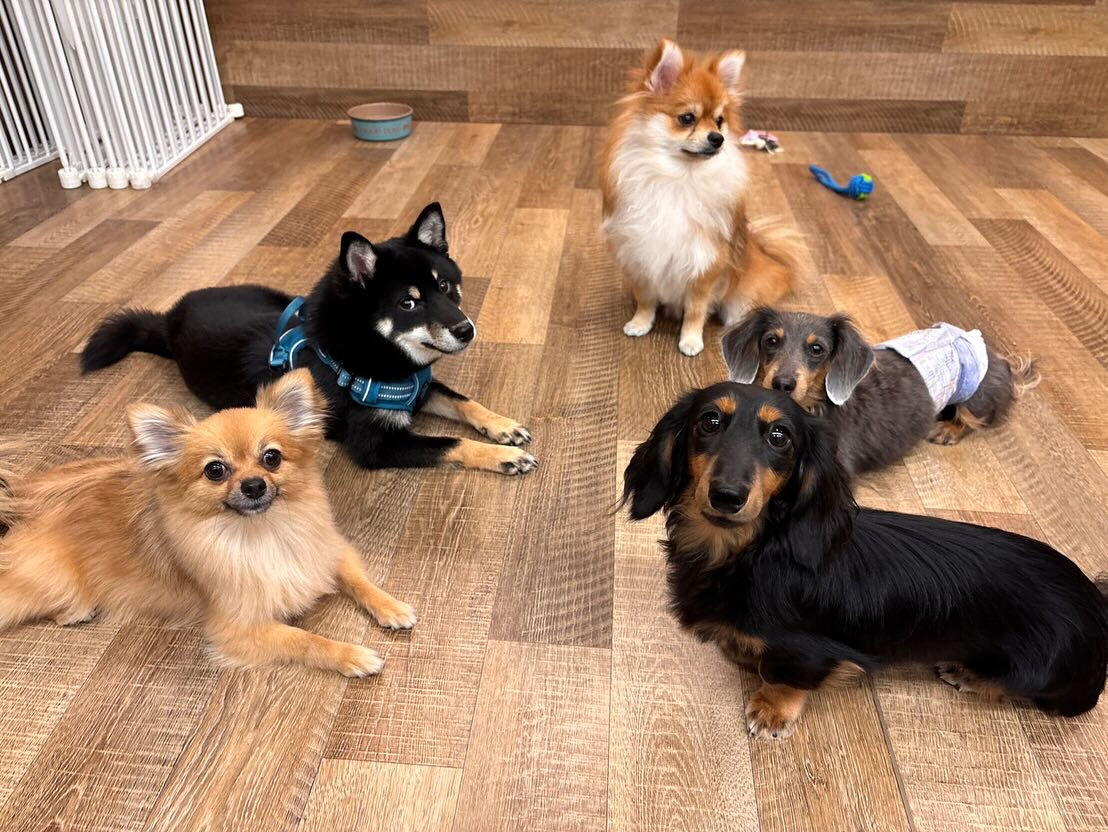 本日のHOTEL、PARKの様子です🐶💕