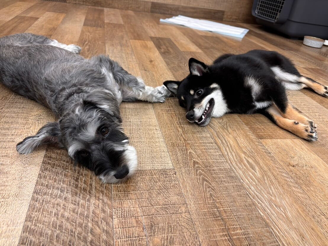 本日のHOTEL、PARKの様子です🐶💕