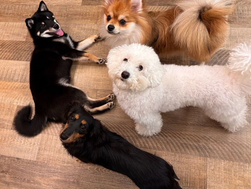本日のHOTEL、PARKの様子です🐶💕