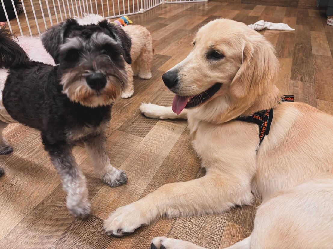 本日の幼稚園、PARKの様子です🐶