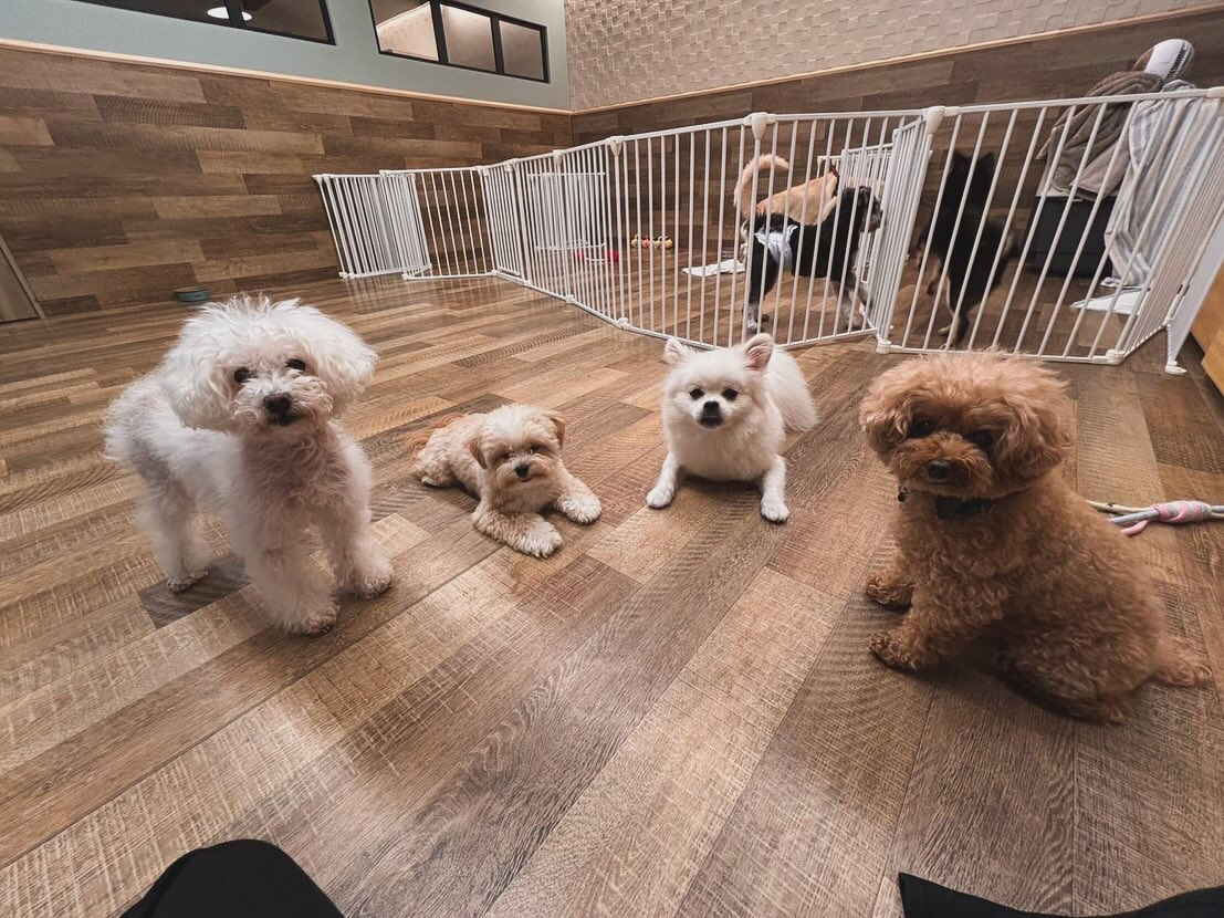 本日の幼稚園、PARKの様子です🐶
