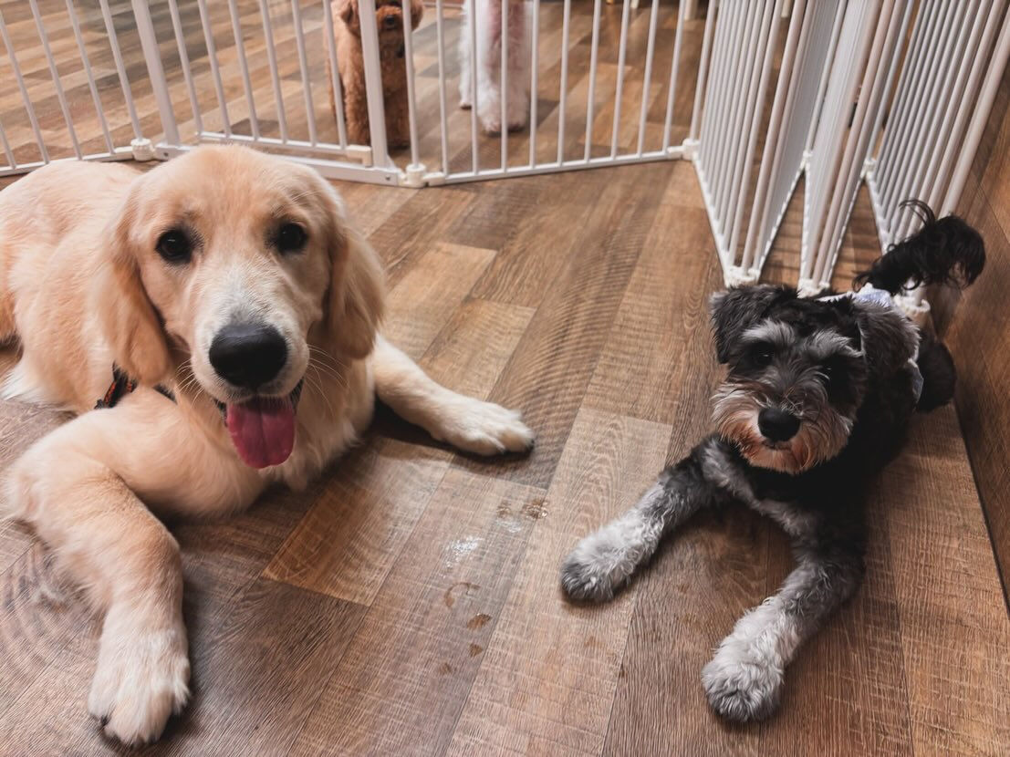 本日の幼稚園、PARKの様子です🐶