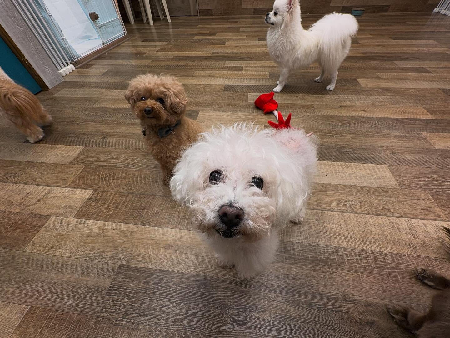 本日の幼稚園、PARKの様子です🐶