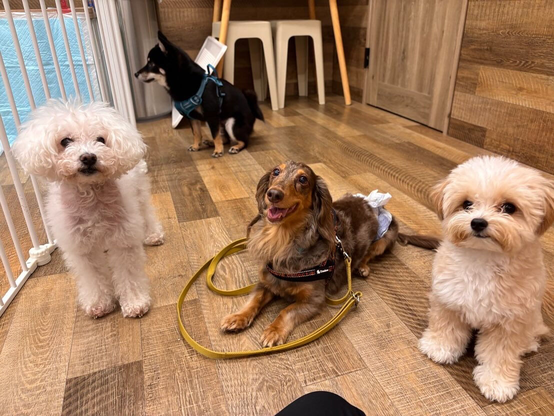 本日の幼稚園、PARKの様子です🐶