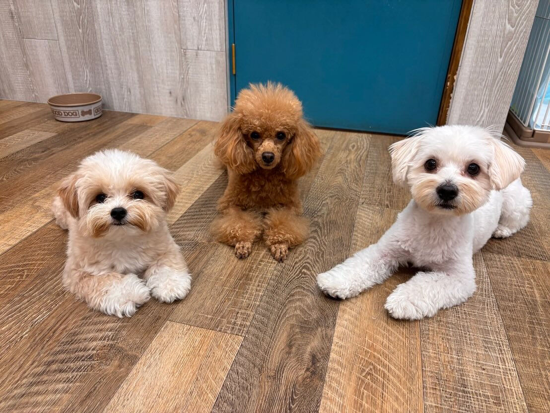 本日の幼稚園、PARKの様子です🐶