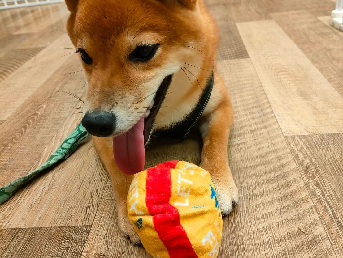 本日の幼稚園、PARKの様子です🐶