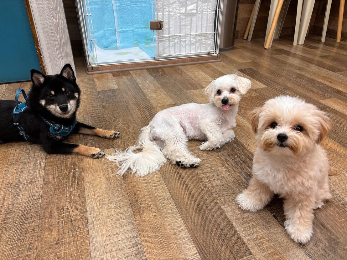 本日の幼稚園、PARKの様子です🐶