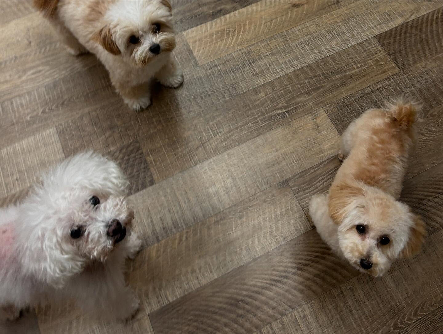 本日の幼稚園、PARKの様子です🐶