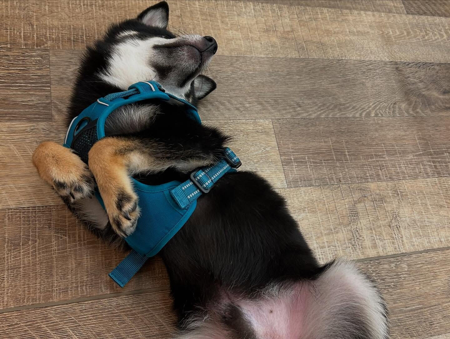 本日の幼稚園、PARKの様子です🐶