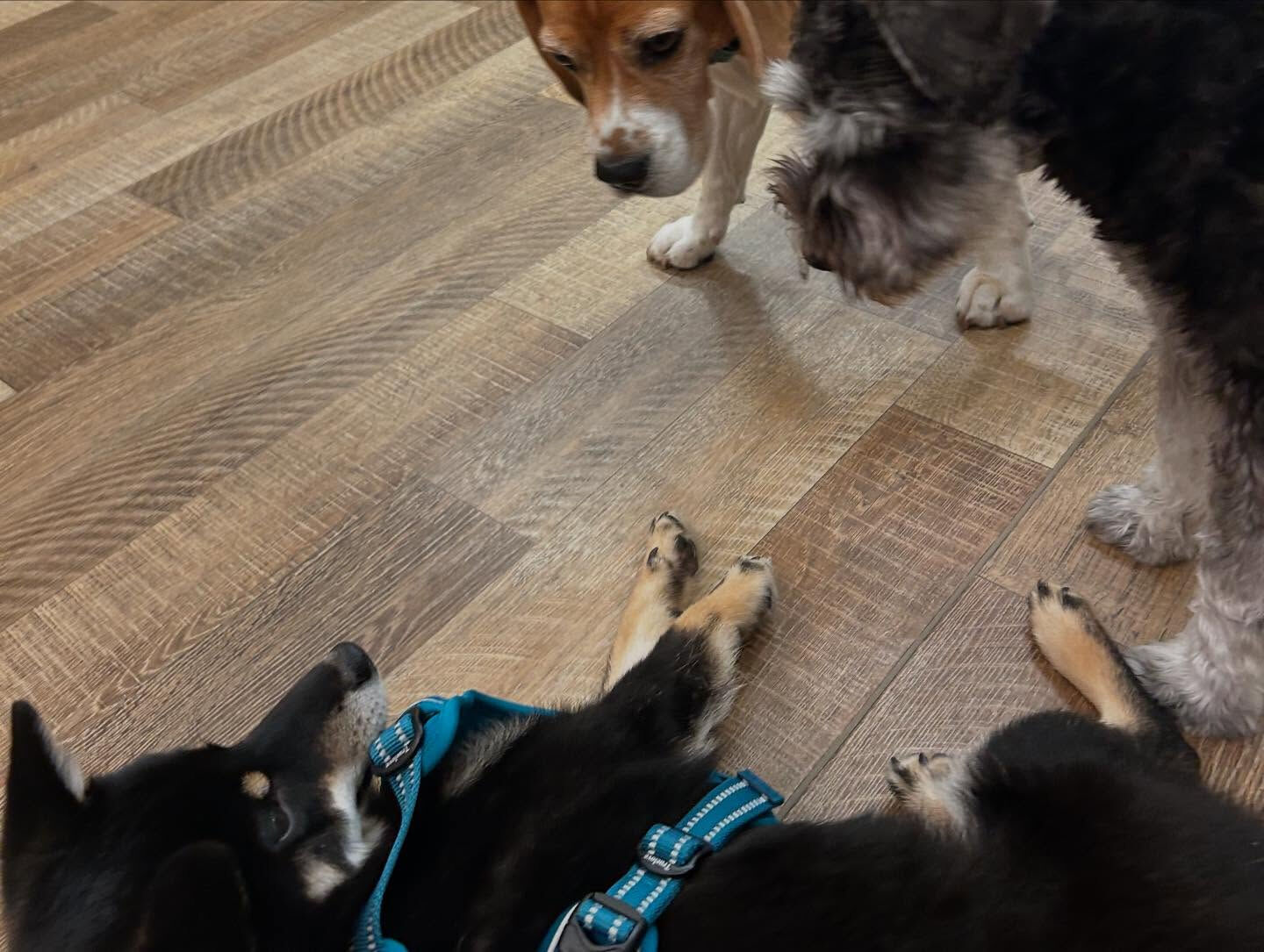 本日の幼稚園、PARKの様子です🐶