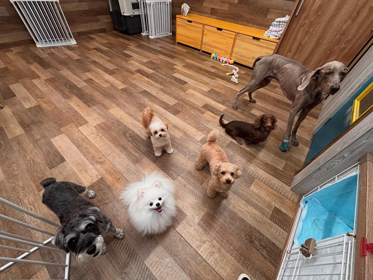 本日の幼稚園、PARK、HOTELの様子です🐶💕