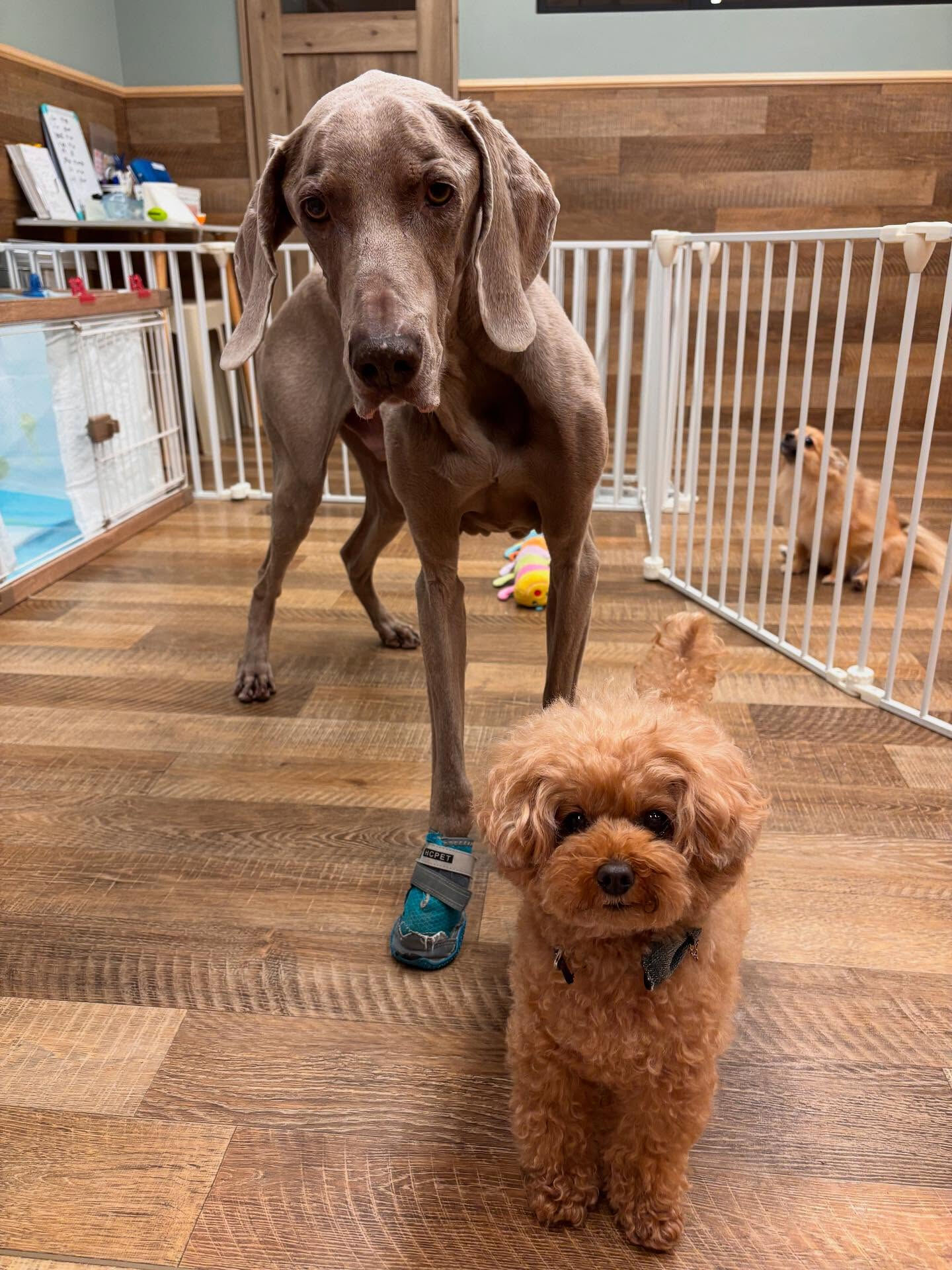 本日の幼稚園、PARK、HOTELの様子です🐶💕