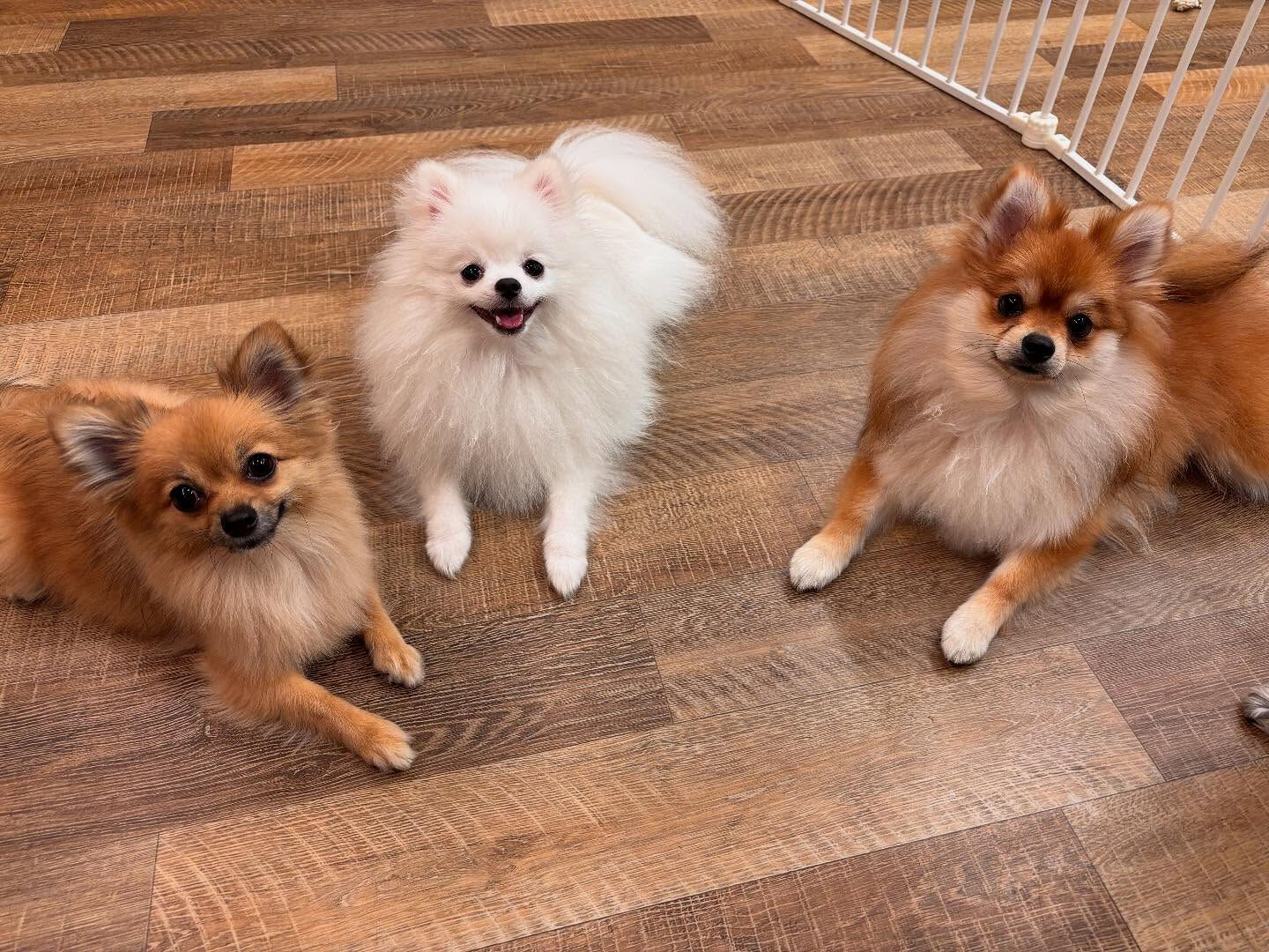 本日の幼稚園、PARK、HOTELの様子です🐶💕