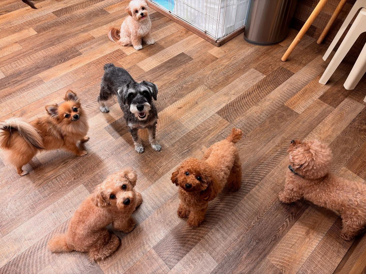 本日の幼稚園、PARK、HOTELの様子です🐶💕