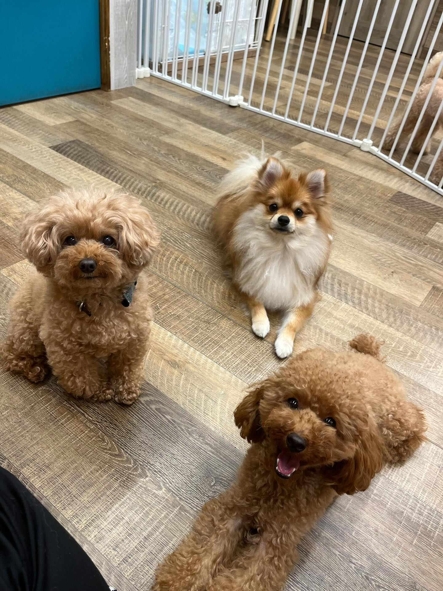 本日の幼稚園、PARK、HOTELの様子です🐶💕